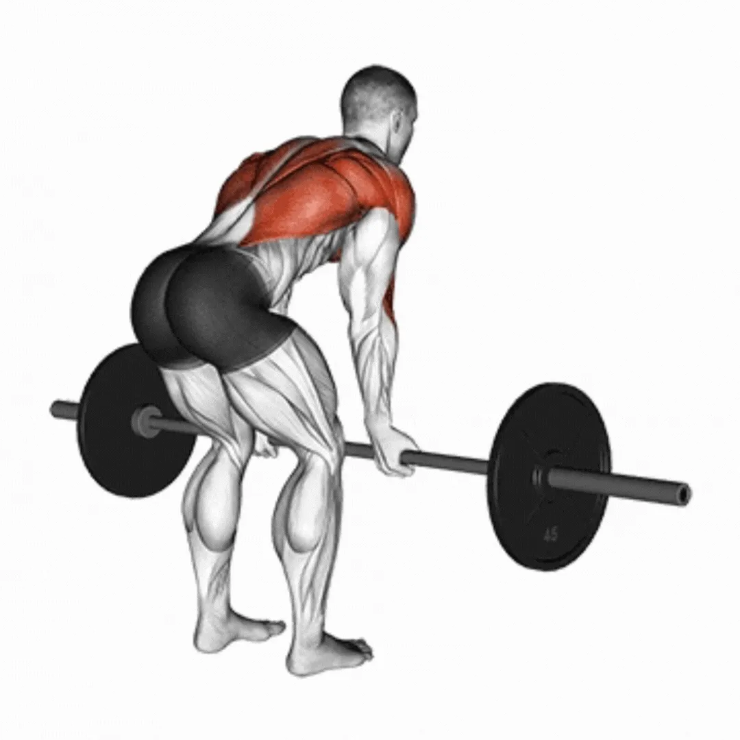 Barbell Bent Over Reverse Row