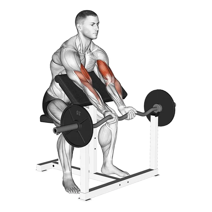 EZ-Bar Preacher Curl
