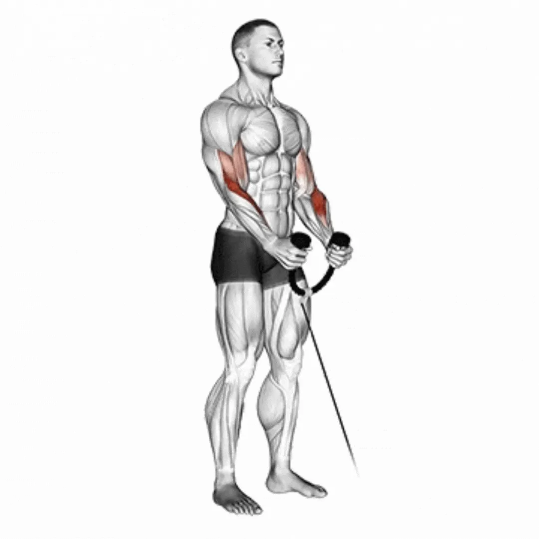 Rope Hammer Curl