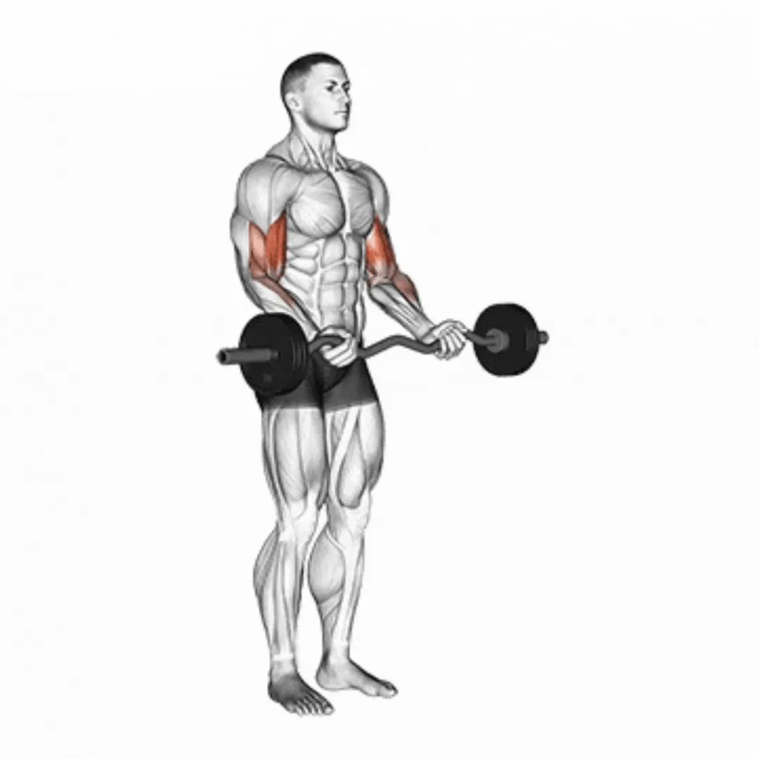 EZ-Barbell Curl