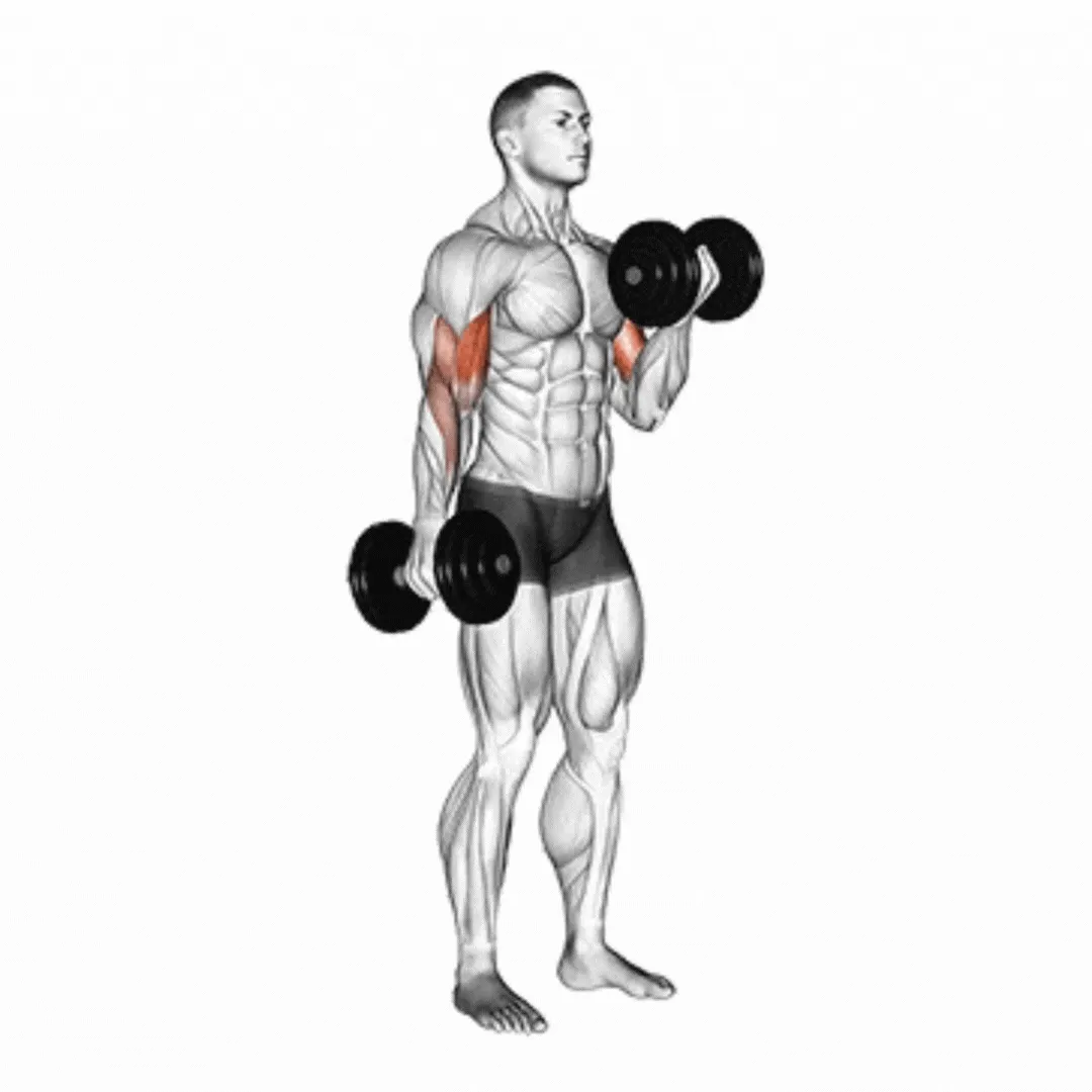 Alternate Dumbbell Biceps Curl