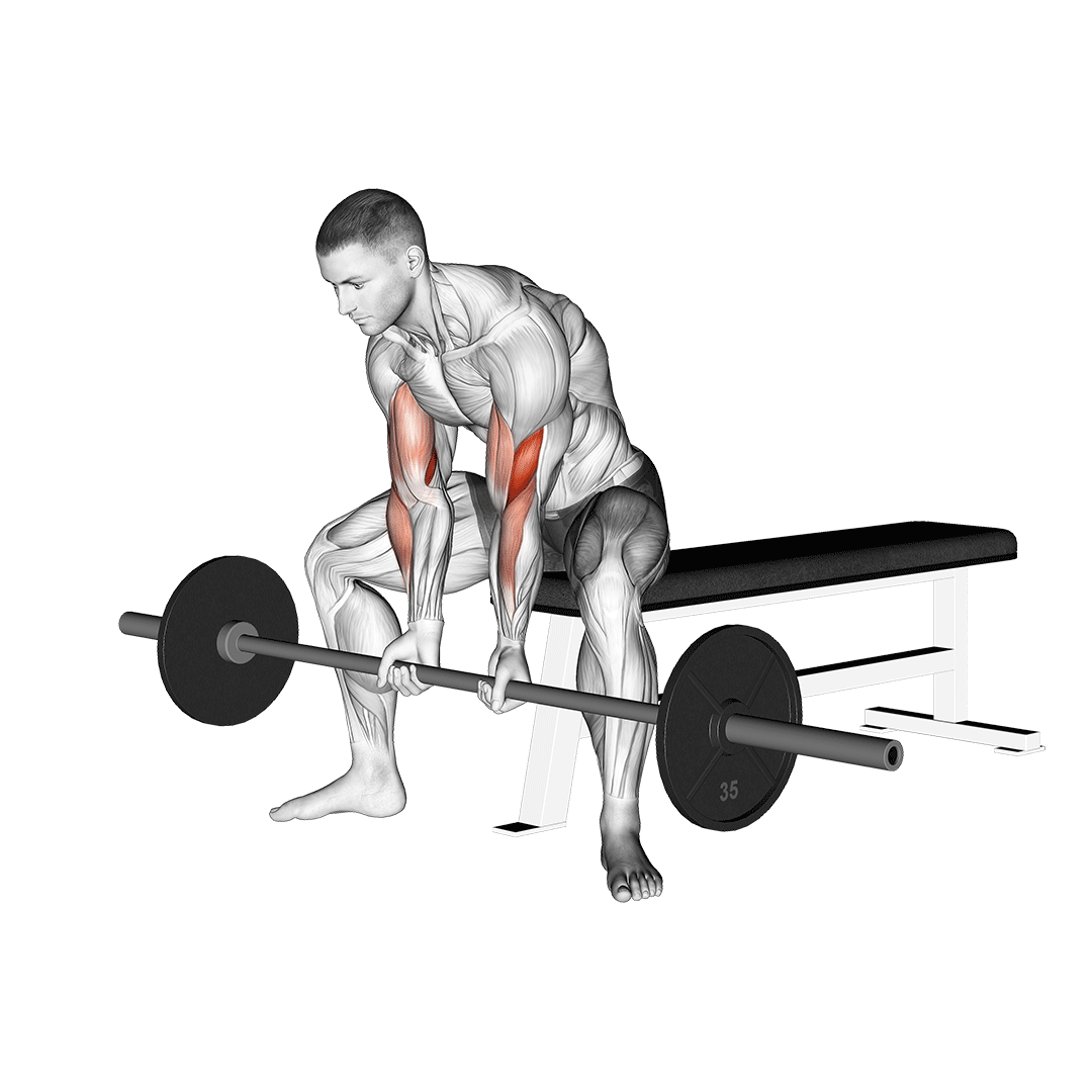 Barbell Concentration Curl