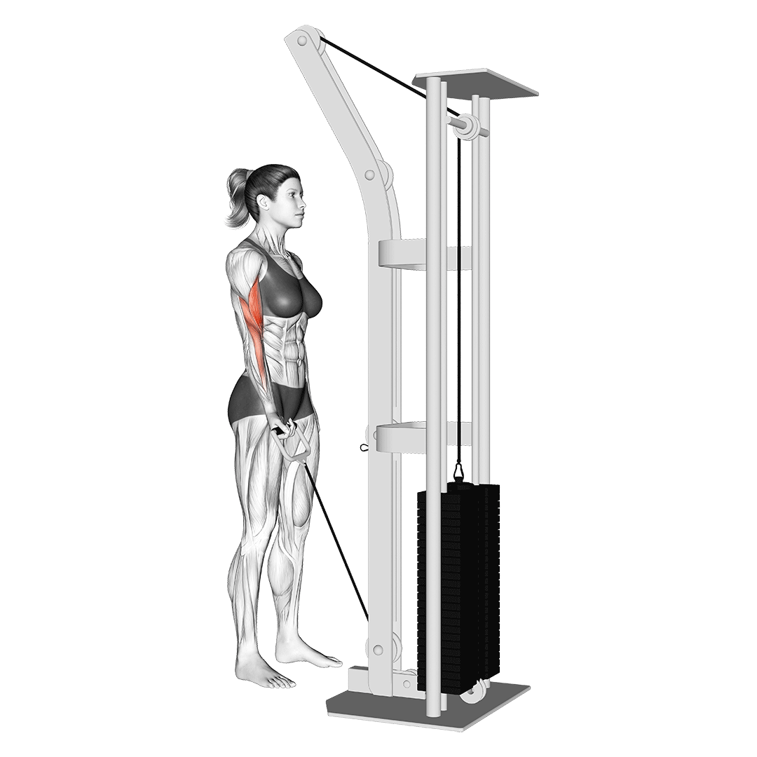 Cable One Arm Curl