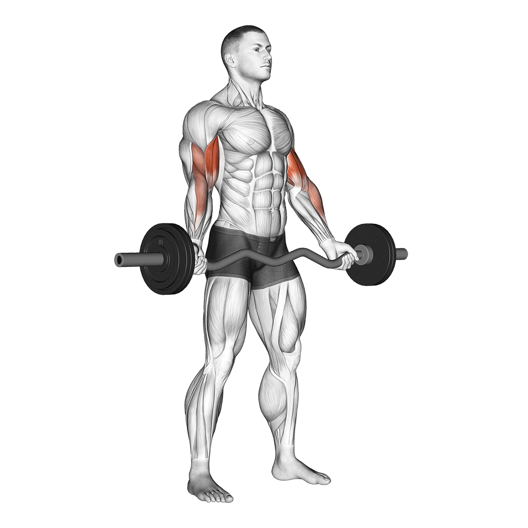 Wide Grip EZ Bar Curl