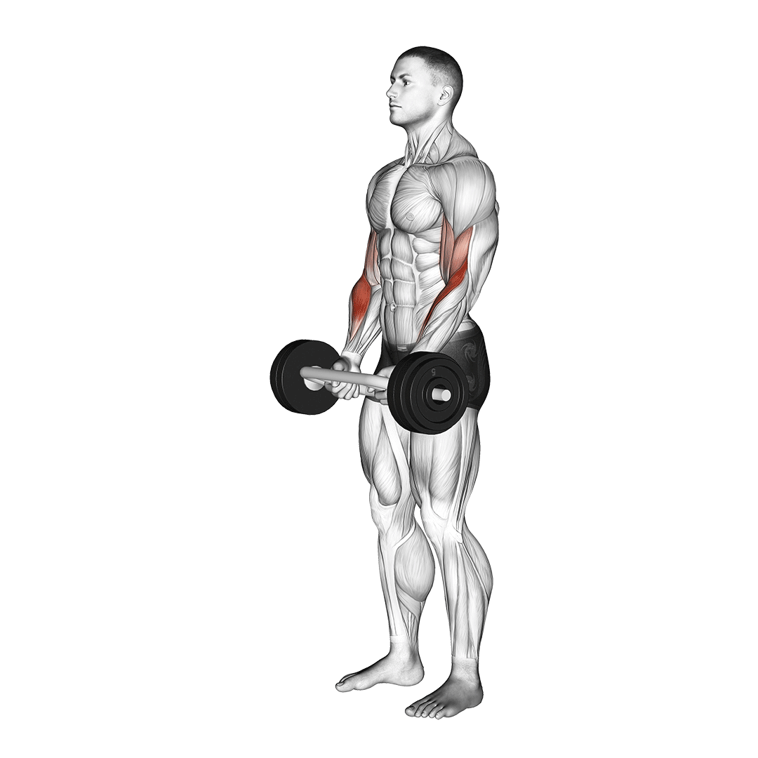 Barbell Hammer Curl
