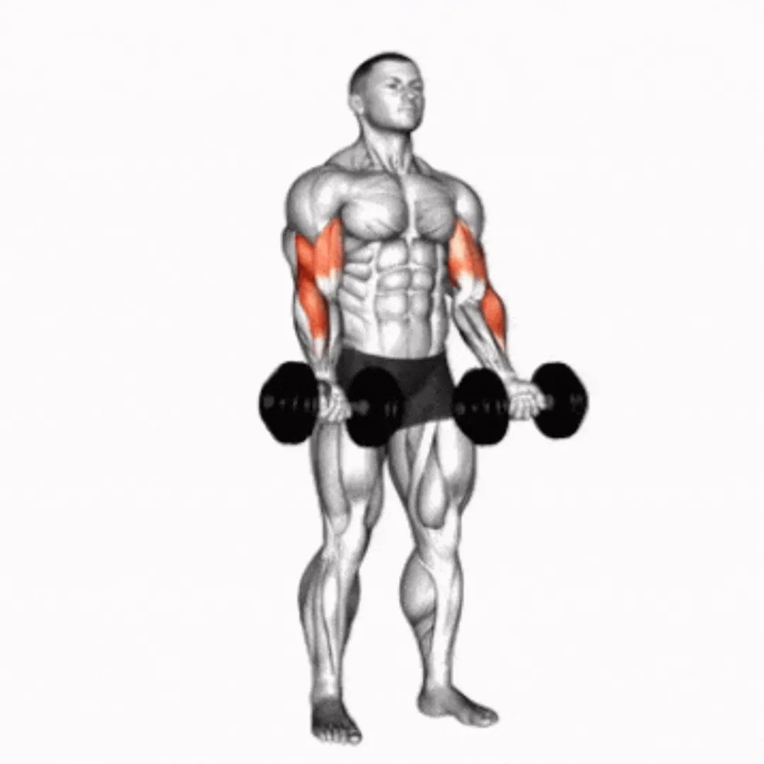 Dumbbell Zottman Curl
