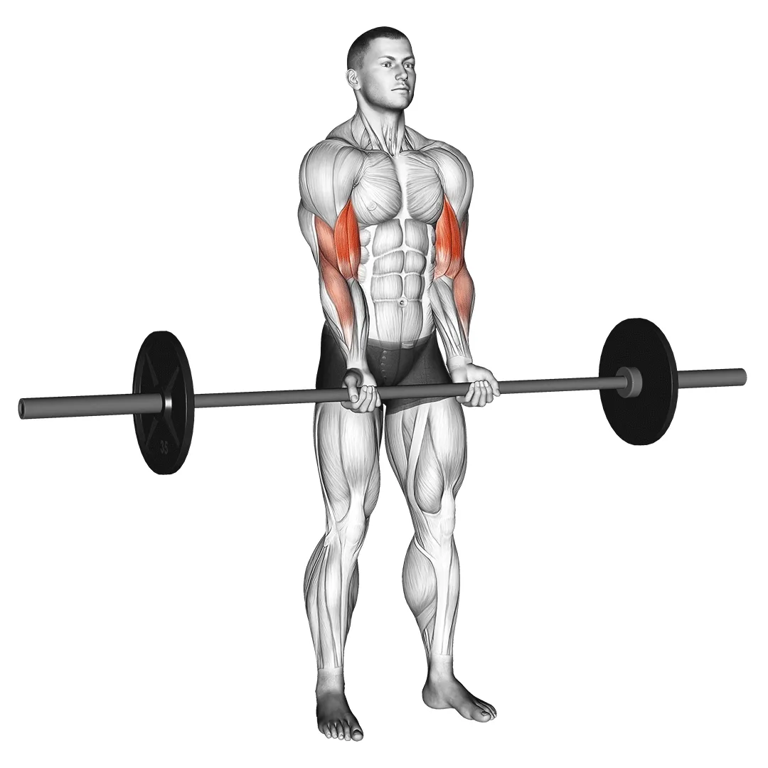 Barbell Bicep Curl