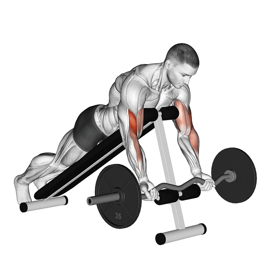 EZ-Bar Spider Curl