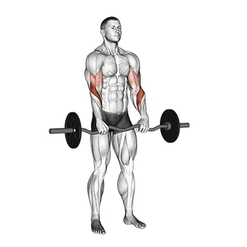 Barbell Reverse Z-Bar Curl