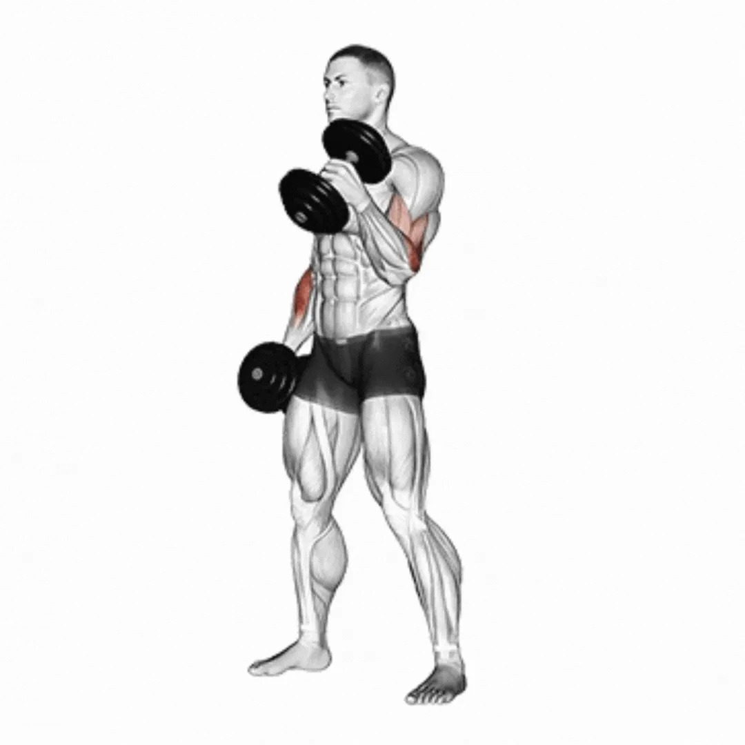 Alternate Dumbbell Hammer Curl
