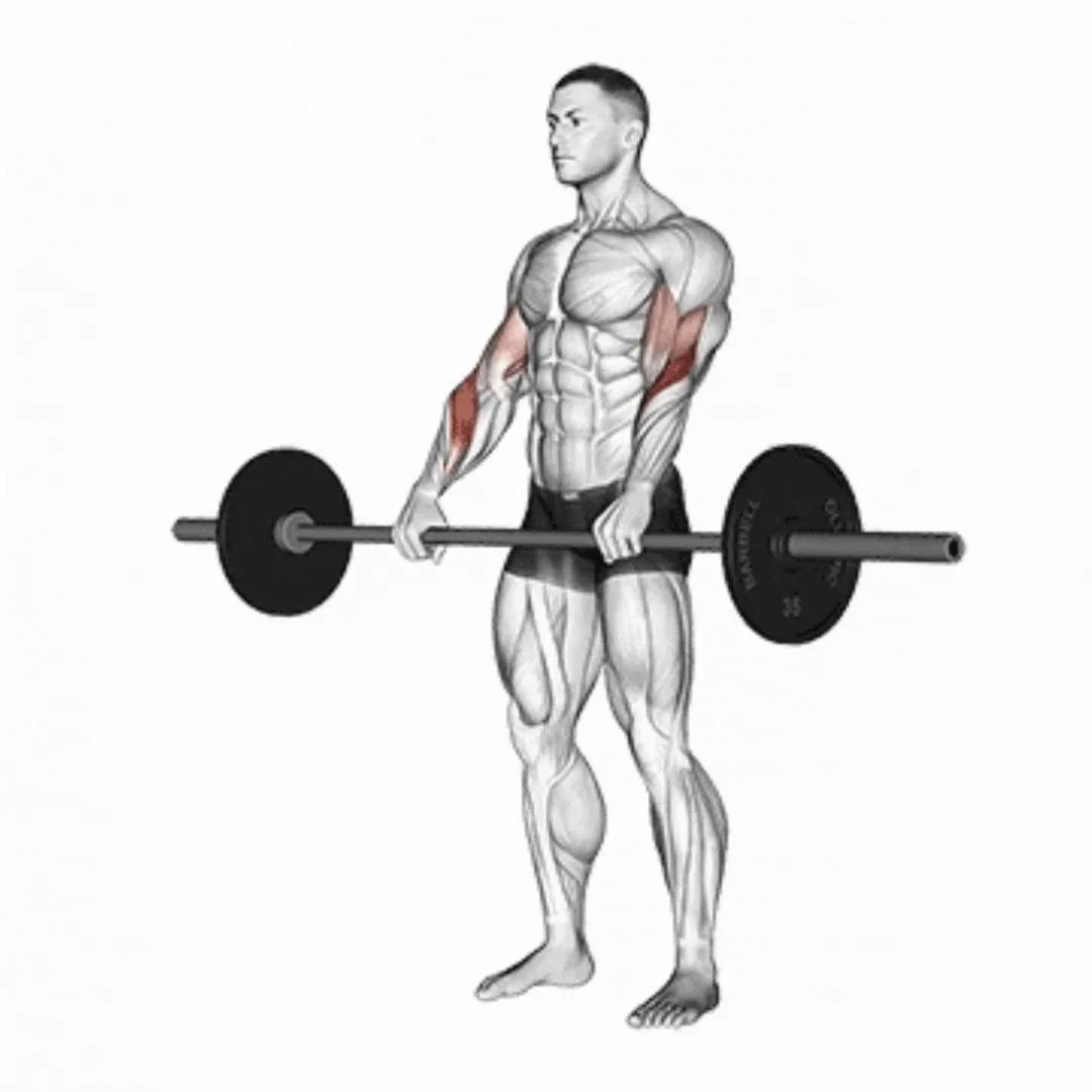 Barbell Reverse Curl