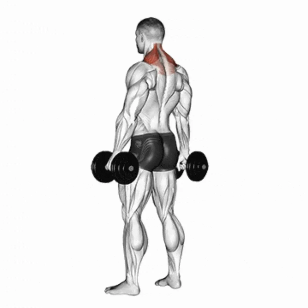 Dumbbell Shoulder Shrug