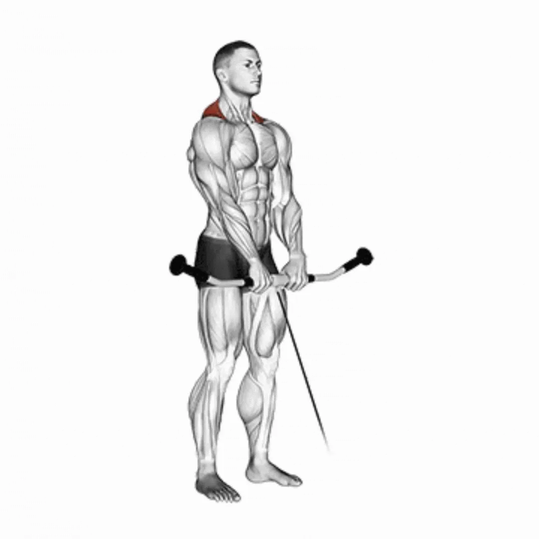 Cable Shrugs