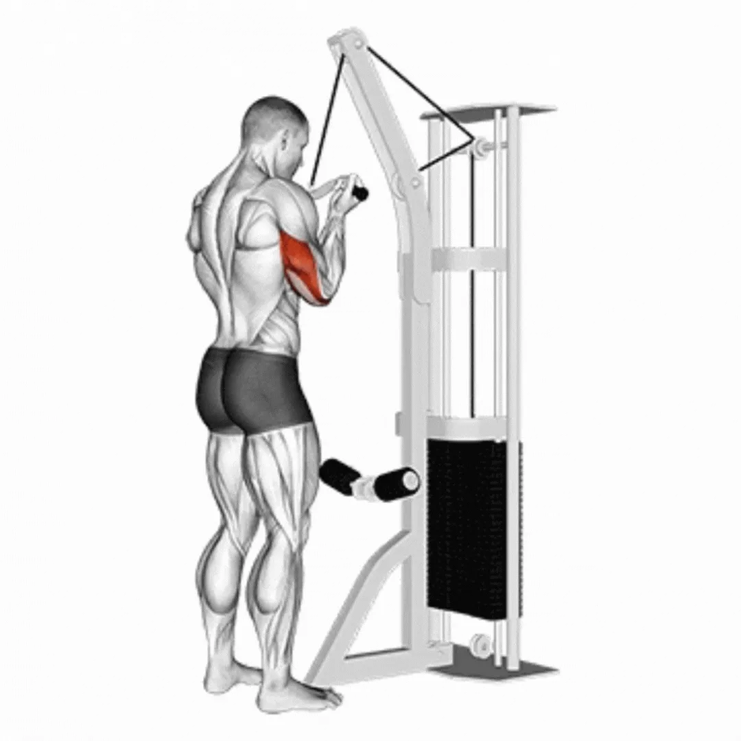 Cable Underhand Pushdown