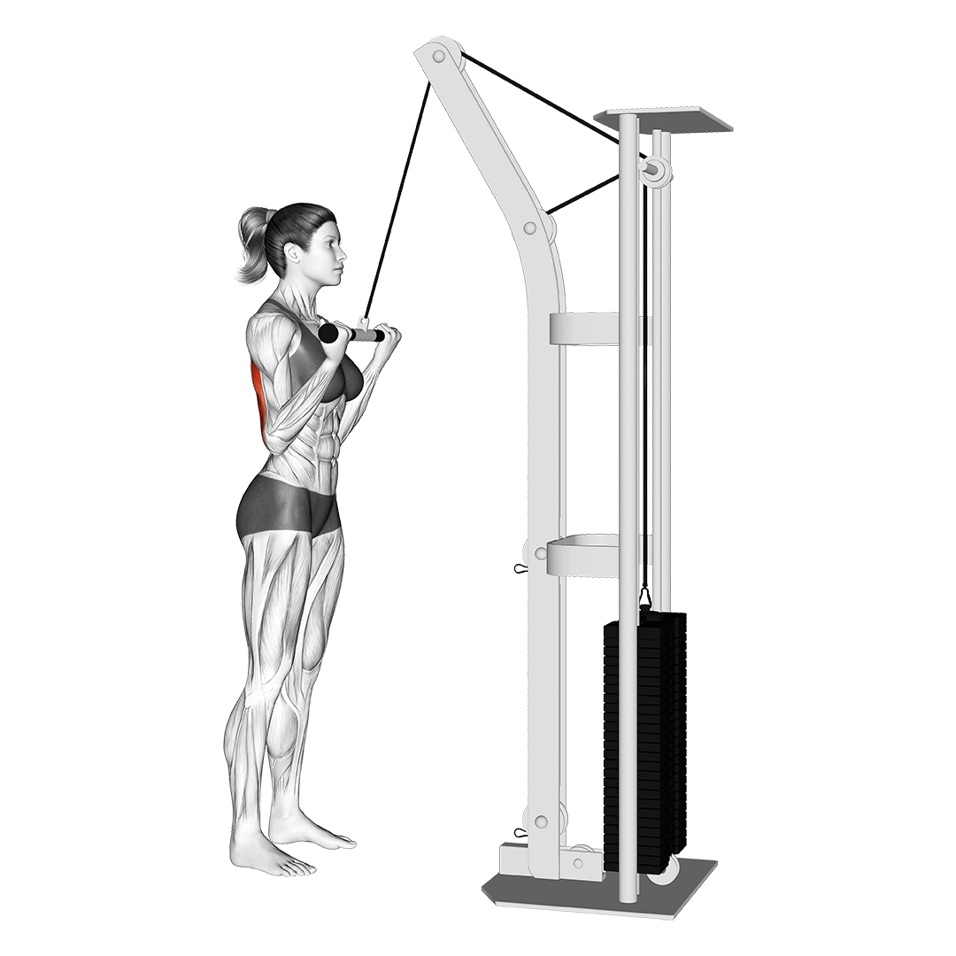 Cable Reverse Grip Pushdown