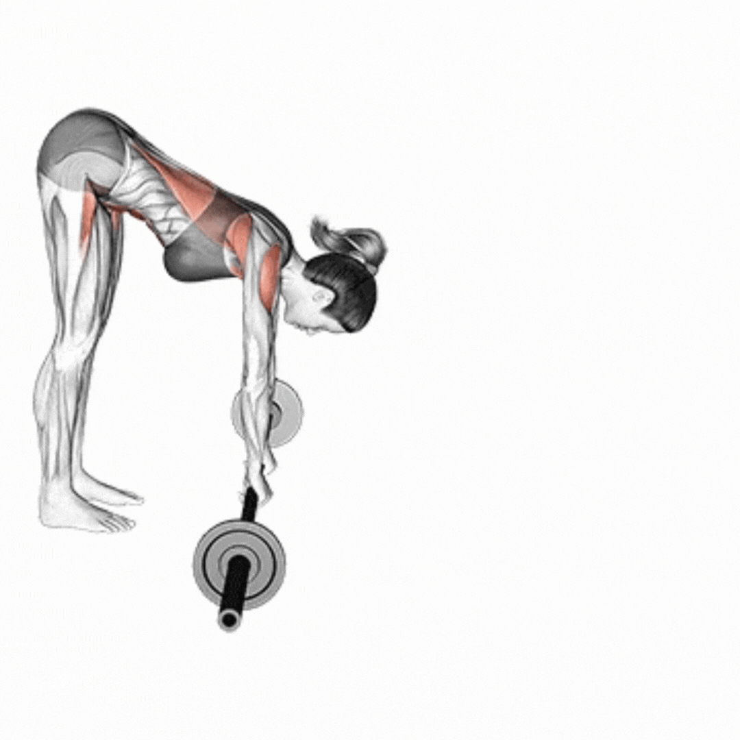 Standing Barbell Rollout
