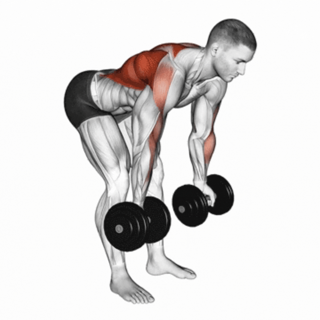 Dumbbell Bent Over Reverse Row