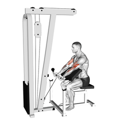 Cable Preacher Curl