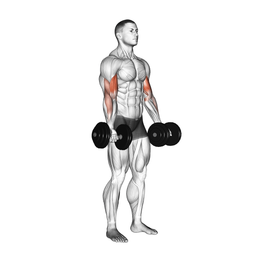 Dumbbell Bicep Curl