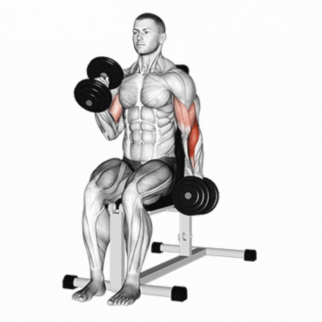 Alternate Seated Dumbbell Hammer Curl