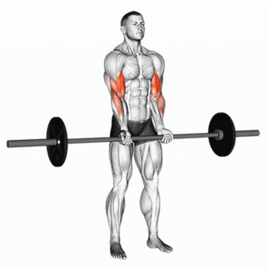 Barbell Bicep Curl