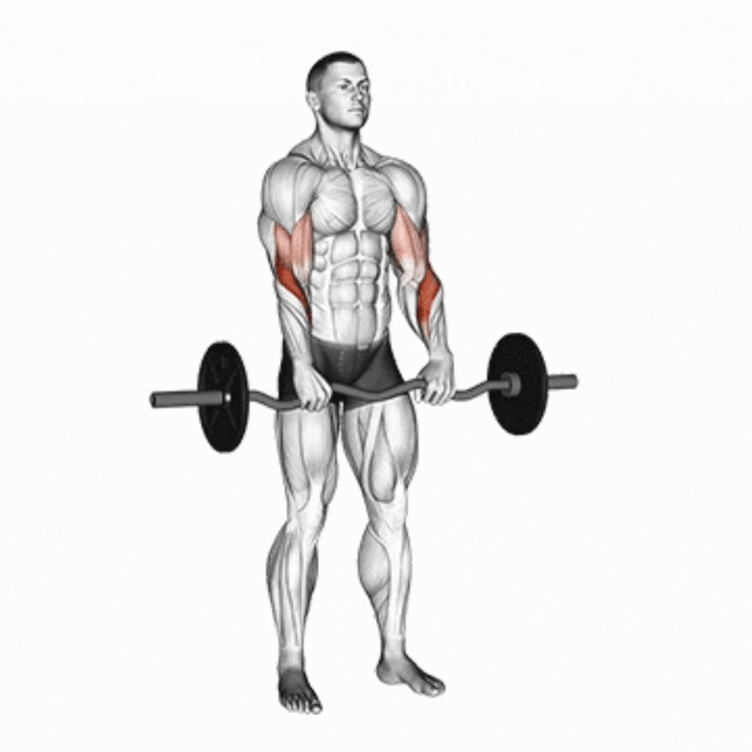 Barbell Reverse Z-Bar Curl