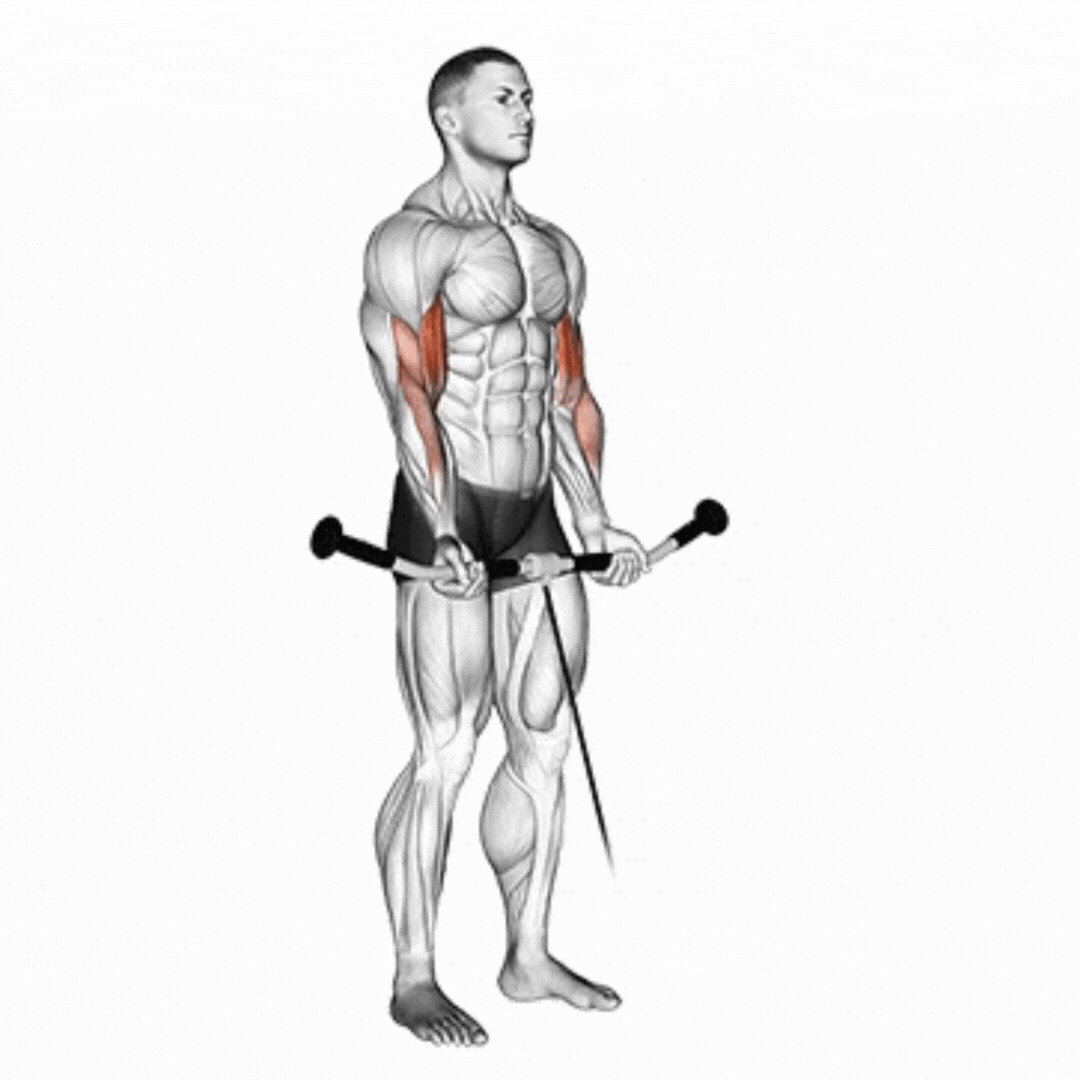 Cable Biceps Curl