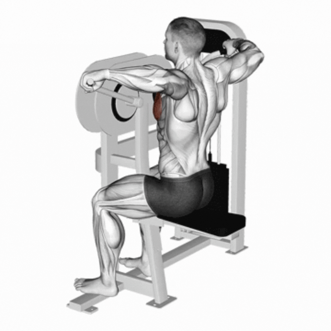 Seated High Fly Machine