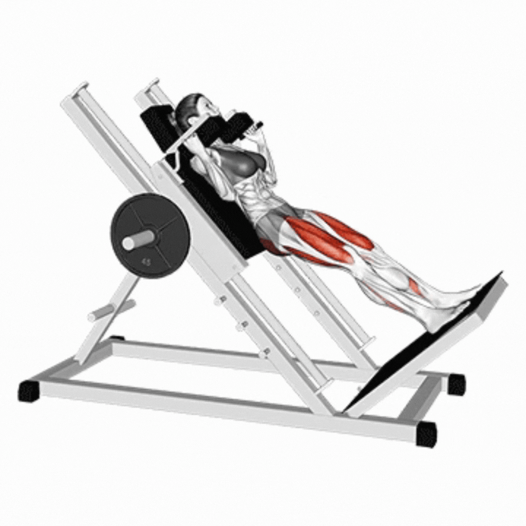 Hack Squat Musculature