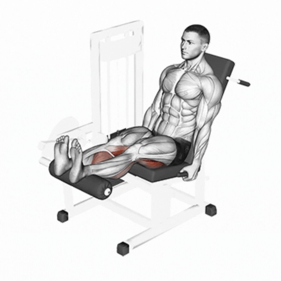 Seated Leg Curl