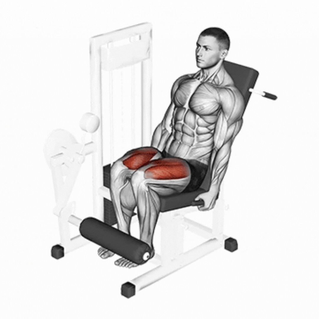 Seated Leg Extension