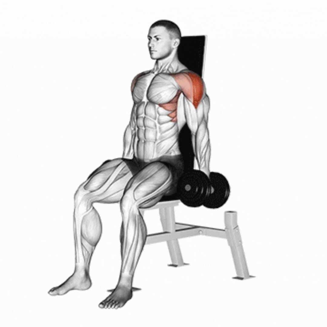 Seated Dumbbell Lateral Raise