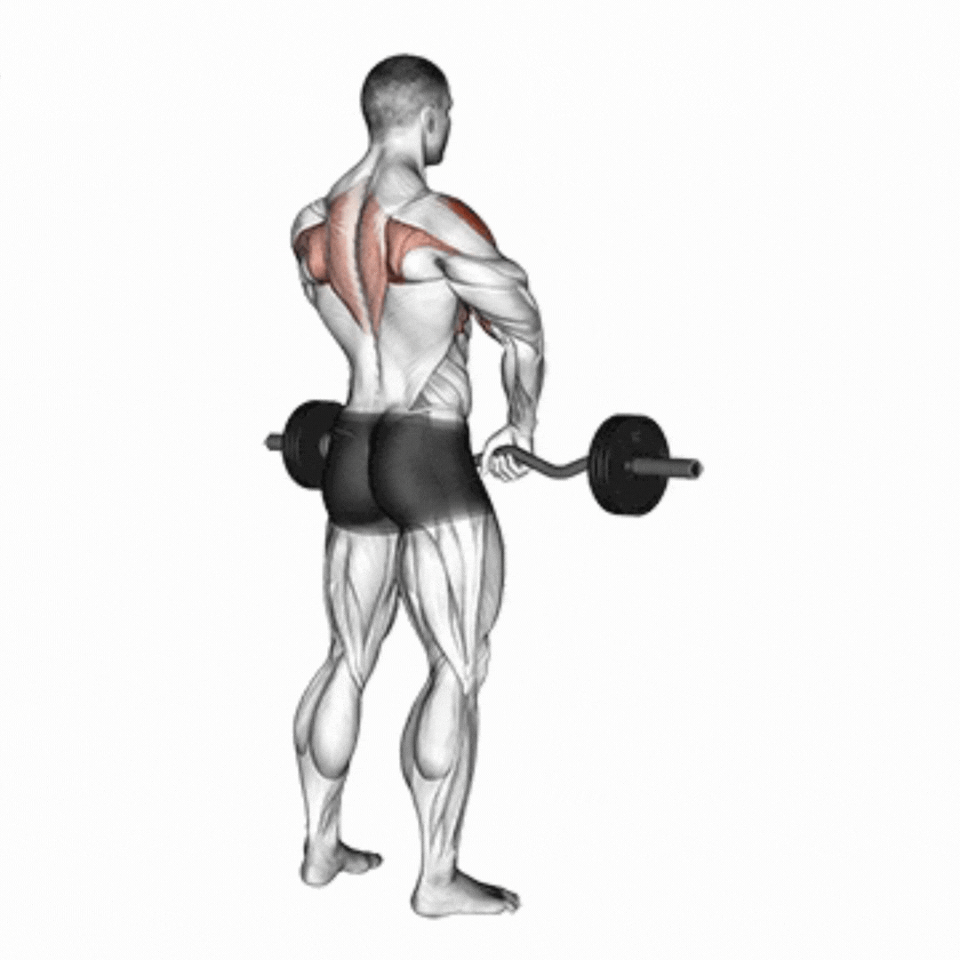 EZ Bar Upright Row