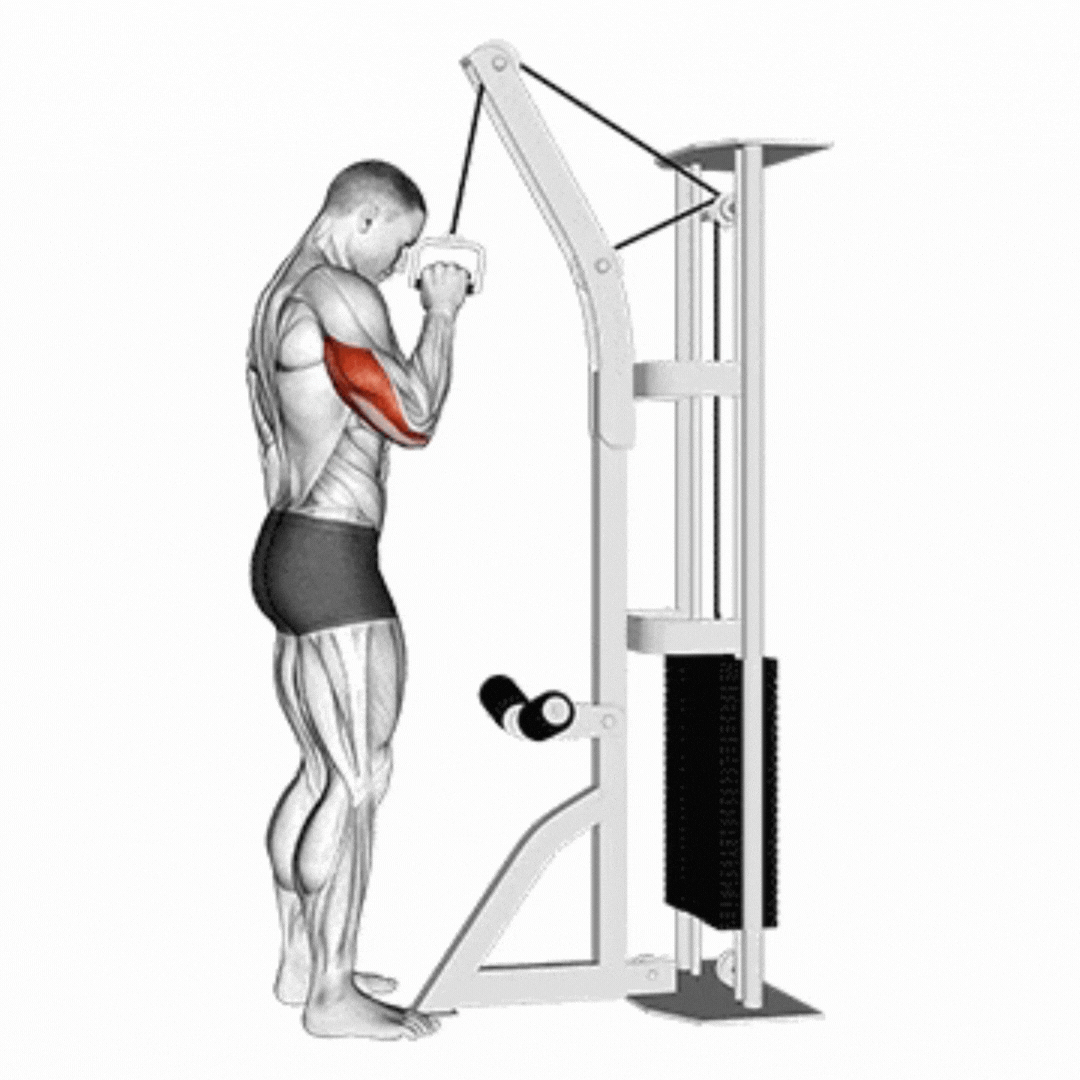 Cable Tricep Pushdown V-Bar